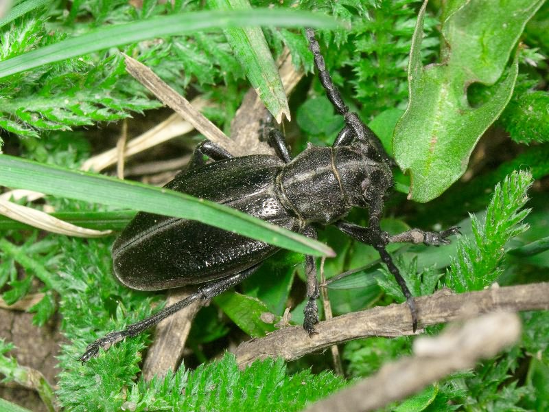 Dorcadion carinatum (Pallas, 1771)